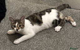 British Longhair cats for sale: Tabby cat long haired Birmingham - Image 2