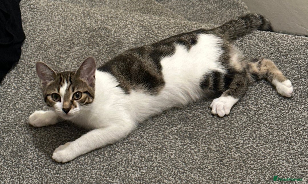 British Longhair cats for sale: Tabby cat long haired Birmingham - Image 2