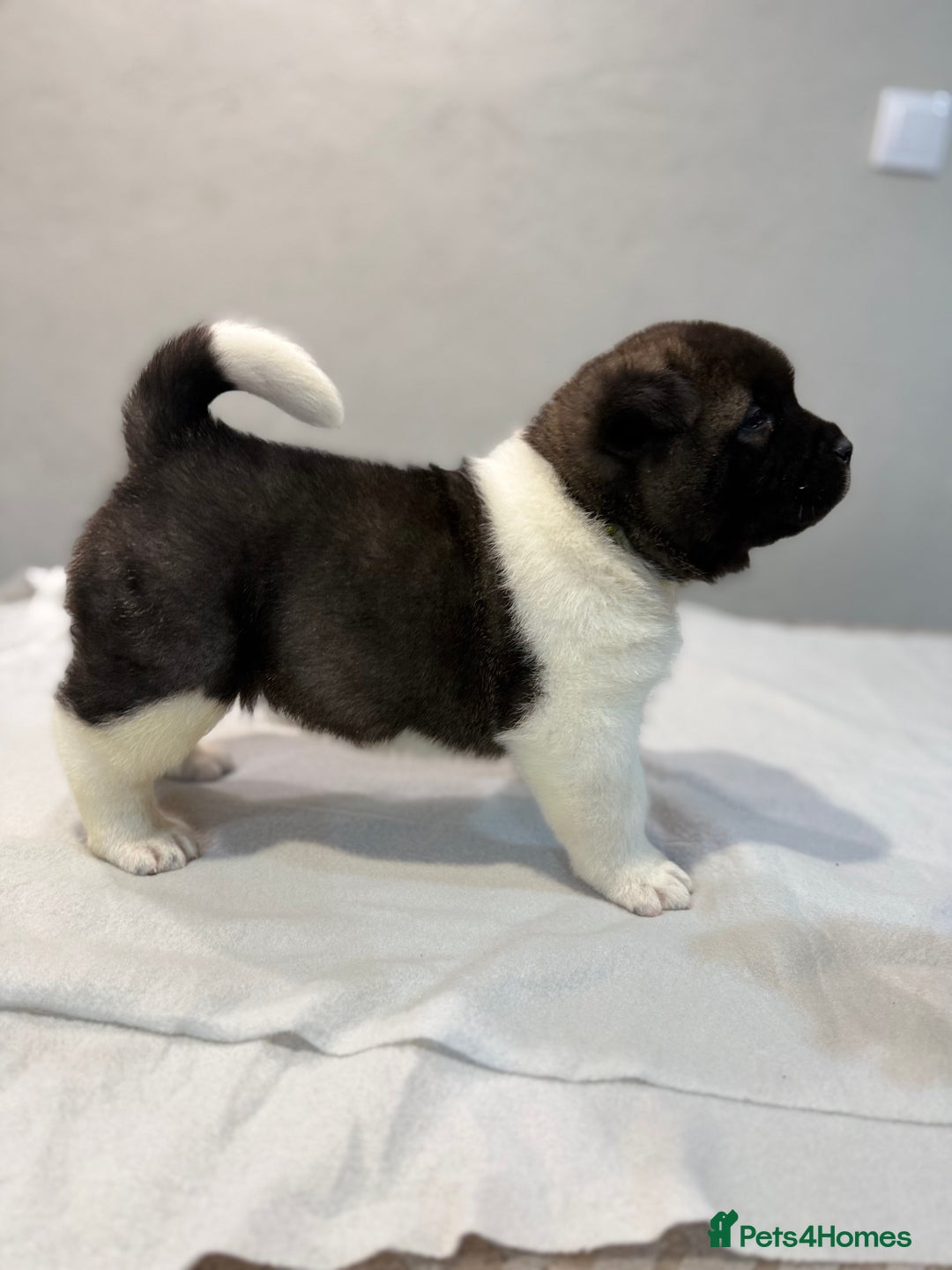 Akita dogs for sale: AMERICAN AKITA LOOKING FOR HOME - Advert 8