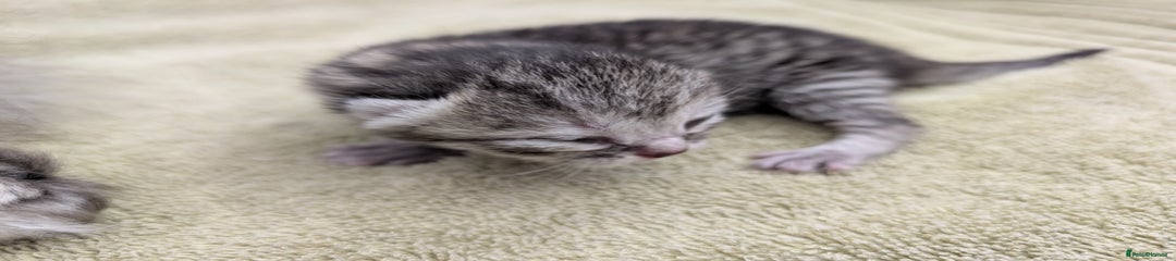 Selkirk Rex Kitten 3