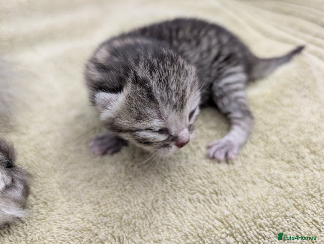Selkirk Rex cats for sale:   💜 Selkirk Rex Kittens Ready 25th November 💜 - Image 6