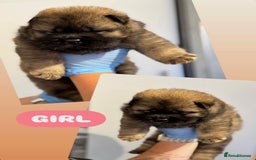 Chow Chow dogs for sale: chow chow puppies with champion stacked bloodline - Image 8