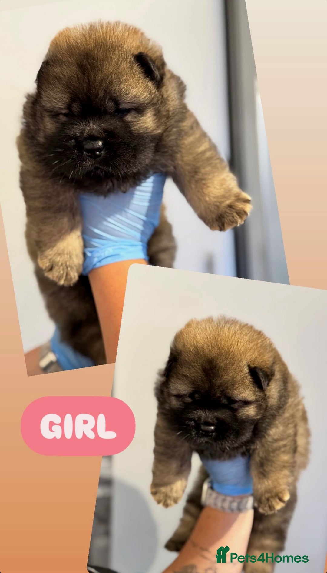 Chow Chow dogs for sale: chow chow puppies with champion stacked bloodline - Image 8