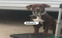 Mixed Breed dogs for sale: Puppies  - Image 4