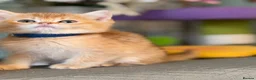 British Longhair cats for sale: British short/longhair odd/blue eyed kittens  - Advert 16