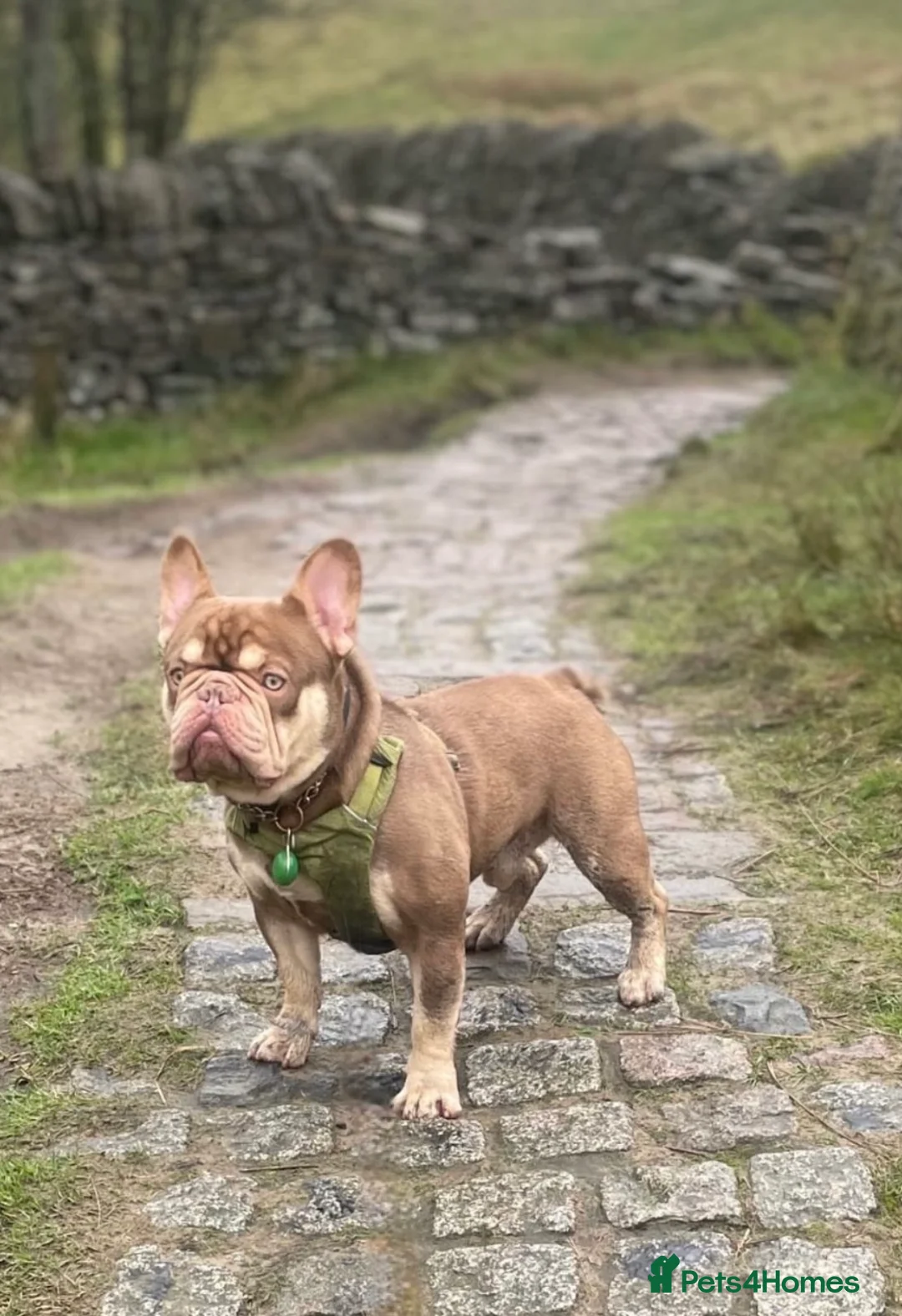 French Bulldog dogs for stud: new shade chocolate and tan carrying fluffy stud in Rochdale - Advert 7