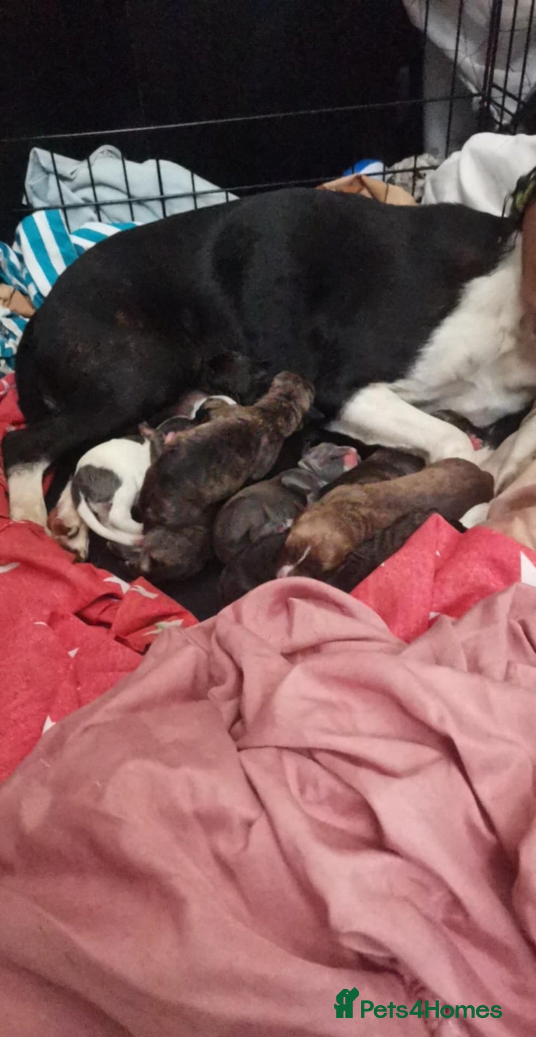 Mixed Breed dogs for sale:  dad pocket bull staffy cross  mom staffy collie - Image 2