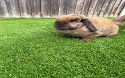 Mini Lion Lop rabbits for sale: Mini Lop  - Image 1