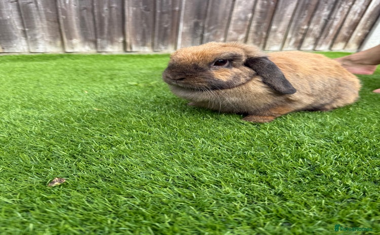 Mini Lion Lop rabbits - Advert 1
