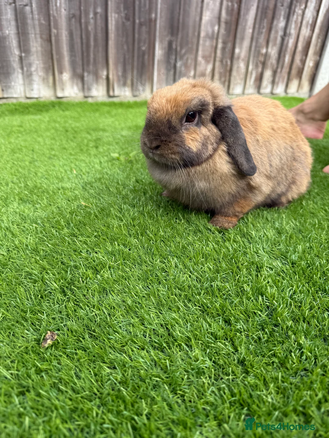 Mini Lion Lop rabbits for sale: Mini Lop Rabbit Looking for a Loving Home - Advert 1