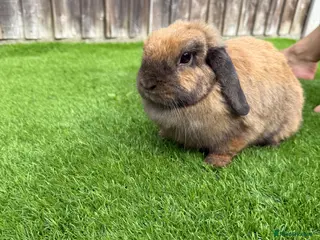 Mini Lion Lop rabbits Mini Lop Rabbit Looking for a Loving Home - Advert 3