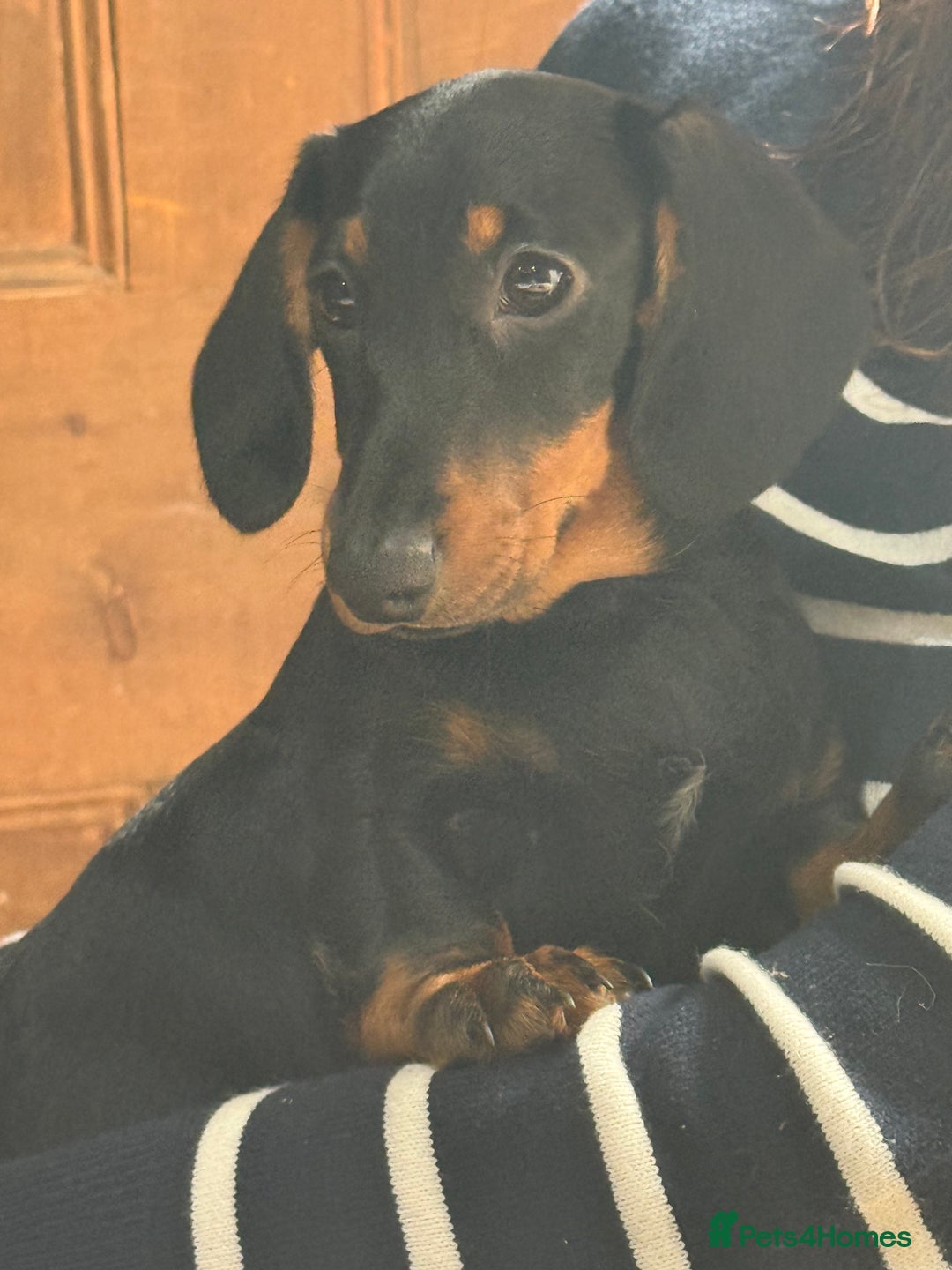 Dachshund dogs for sale: Kc reg first vac chipped licensed bundles of love  - Image 24