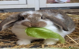 Mixed Breed rabbits for sale: 5 baby rabbits - Image 1