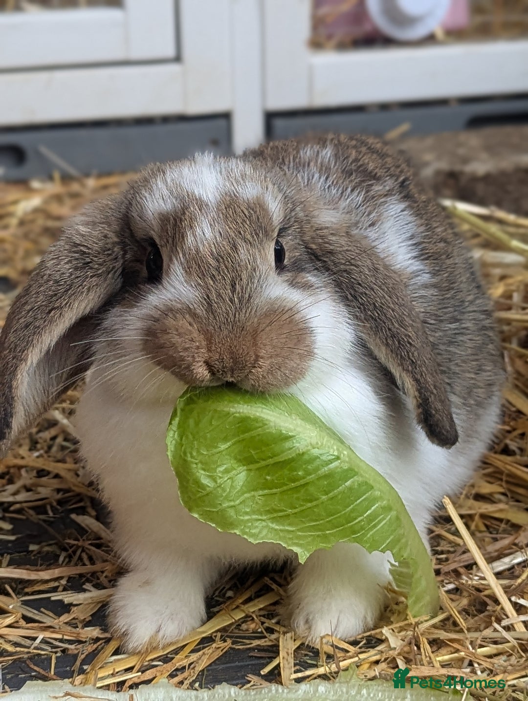 Mixed Breed rabbits for sale: 5 baby rabbits - Image 1