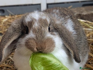 Mixed Breed rabbits for sale - Advert 1