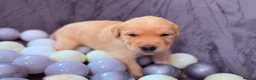 Goldador dogs for sale: Beautiful Goldador Puppies - Advert 13
