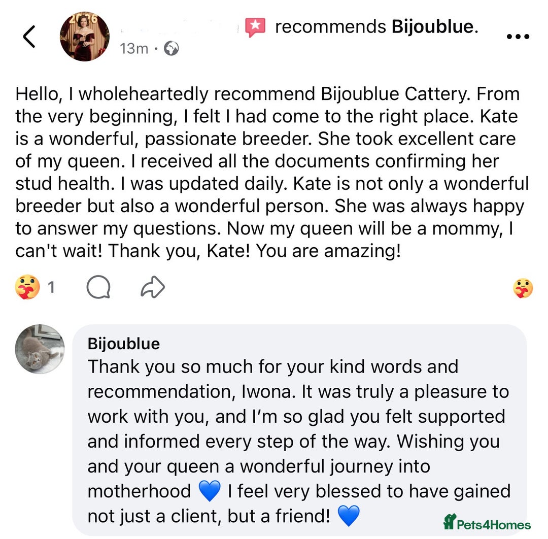 British Shorthair cats for stud: Exclusive Import • World-Class Type - Advert 7