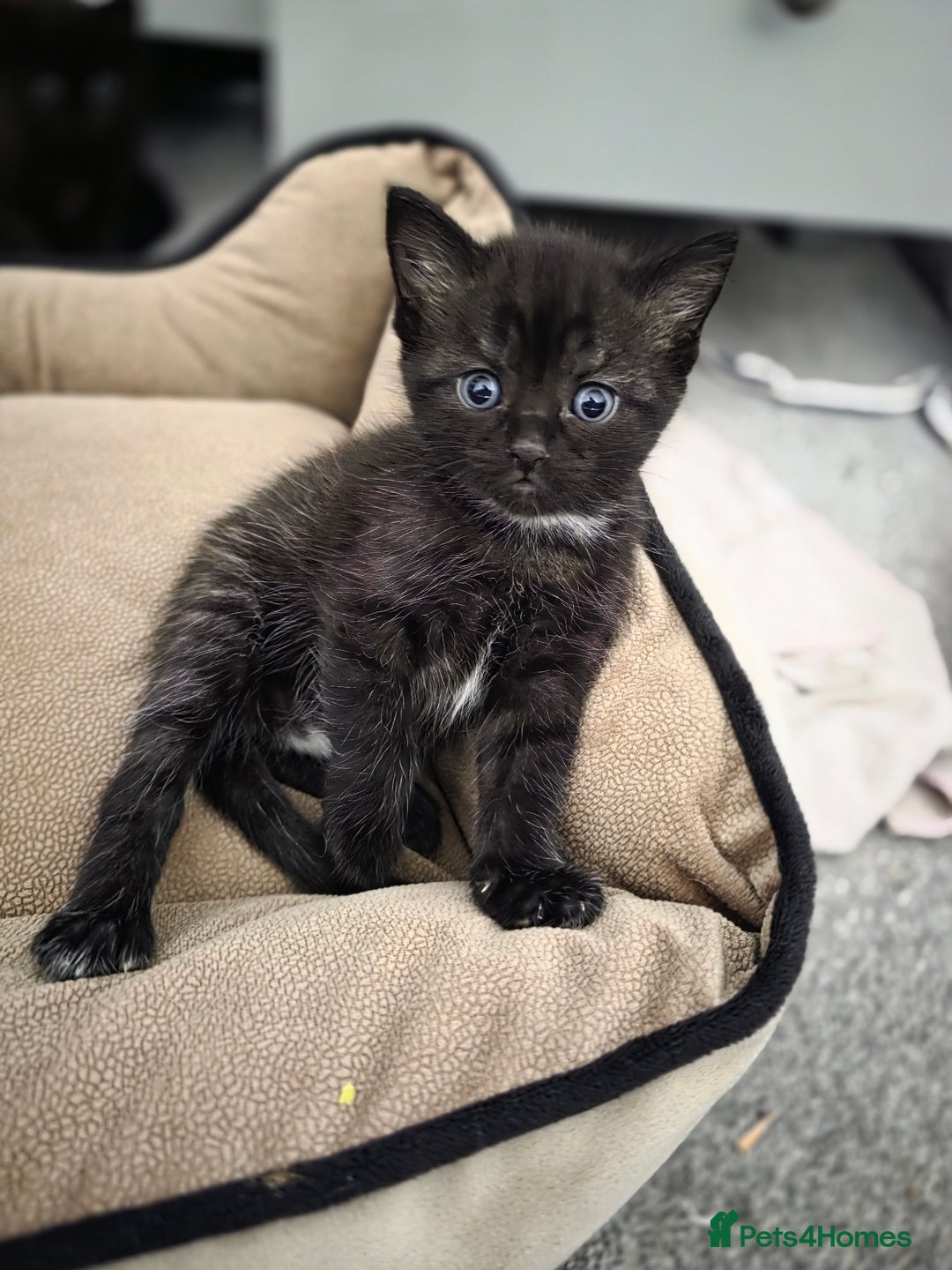 British Longhair cats for sale: 7 kittens boys and girls. British longhair cross  - Image 19