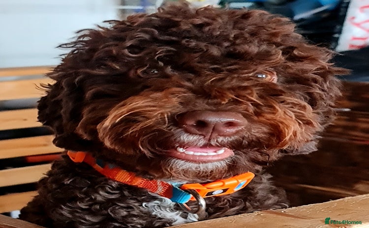 Lagotto Romagnolo dogs in London - Advert 1