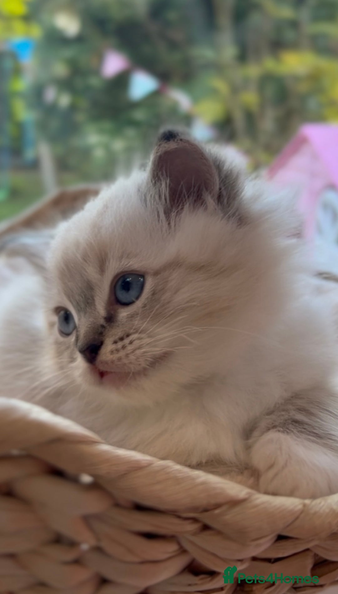 Ragdoll cats for sale: GCCF Registered. Grand Champion Bloodlines. - Advert 24