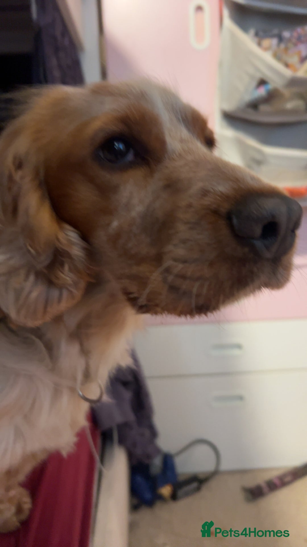Cocker Spaniel dogs for sale: Male cocker spaniel - Image 7