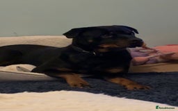Rottweiler dogs for sale: Zulu 4 year old Rottweiler  - Image 10
