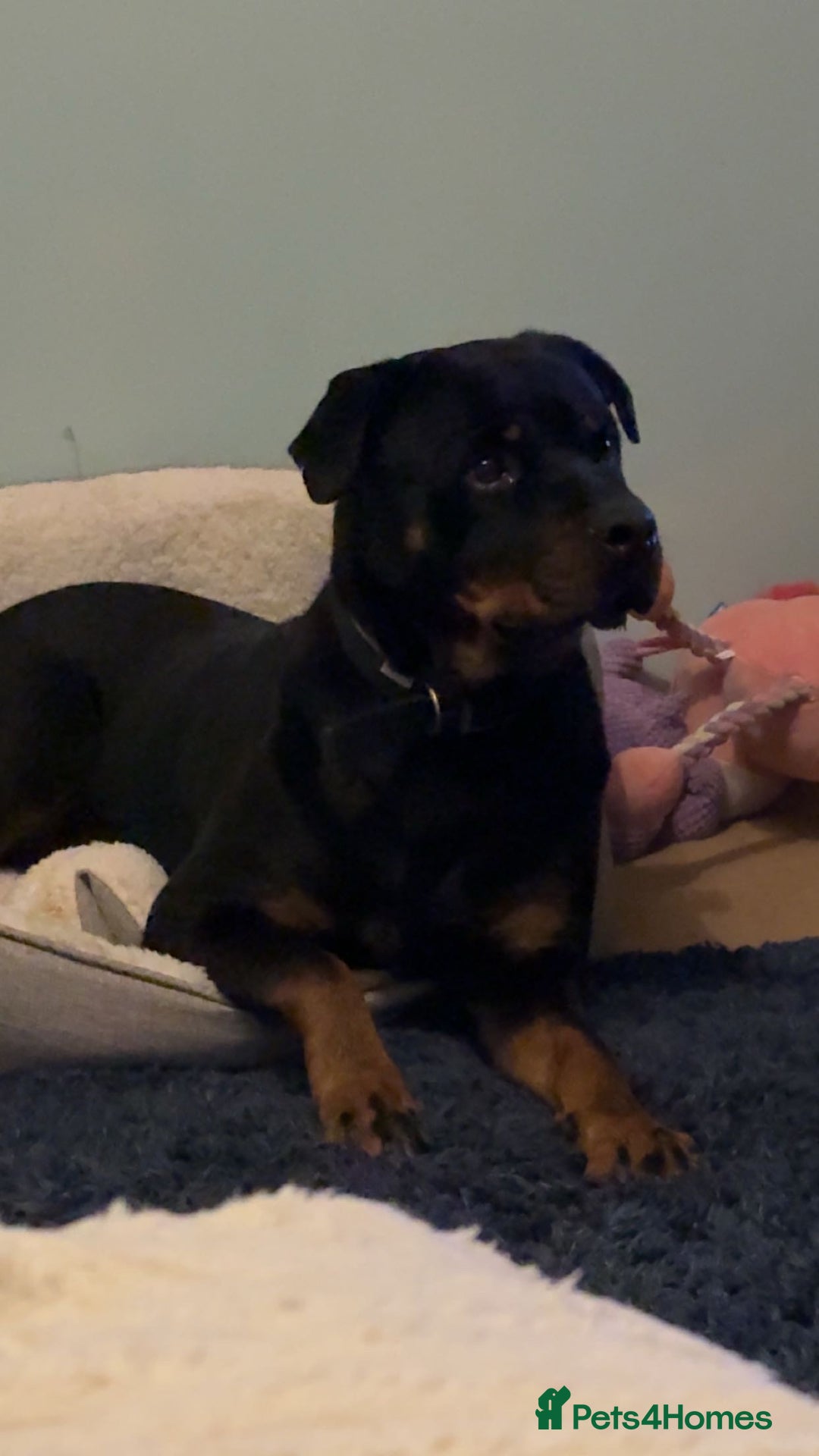 Rottweiler dogs for sale: Zulu 4 year old Rottweiler  - Image 10