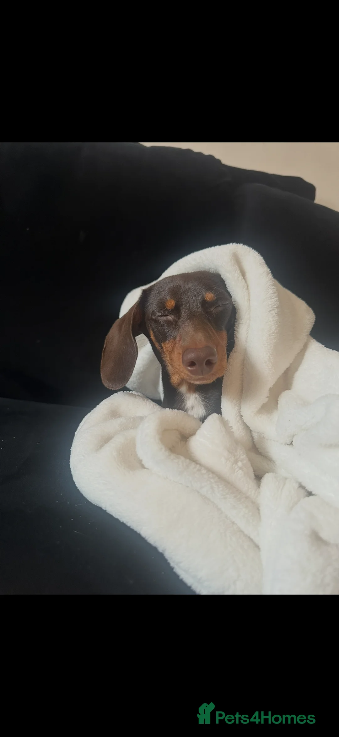 Miniature Dachshund dogs for sale: Mini dachshund chocolate and tan  - Advert 4