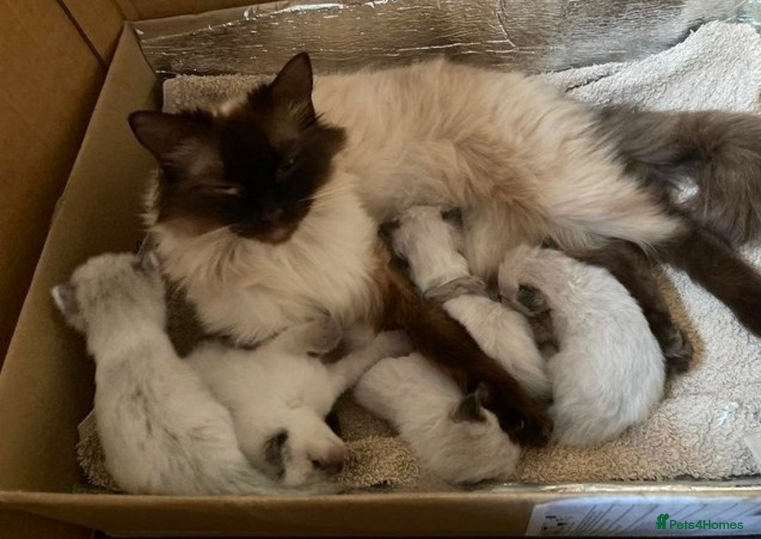 Ragdoll cats for sale: **Stunning pure bred ragdoll kittens*for*sale - Image 8