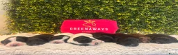 Sprocker dogs for sale: 5 * Breeder Health-Tested F1b Sprocker Puppies - Advert 2