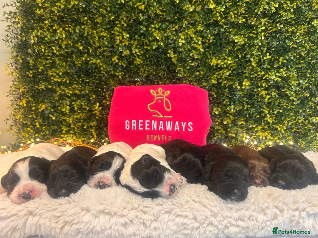 Sprocker dogs for sale: 5 * Breeder Health-Tested F1b Sprocker Puppies - Advert 2