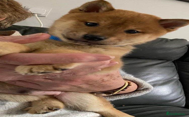 Japanese Shiba Inu dogs - Advert 5