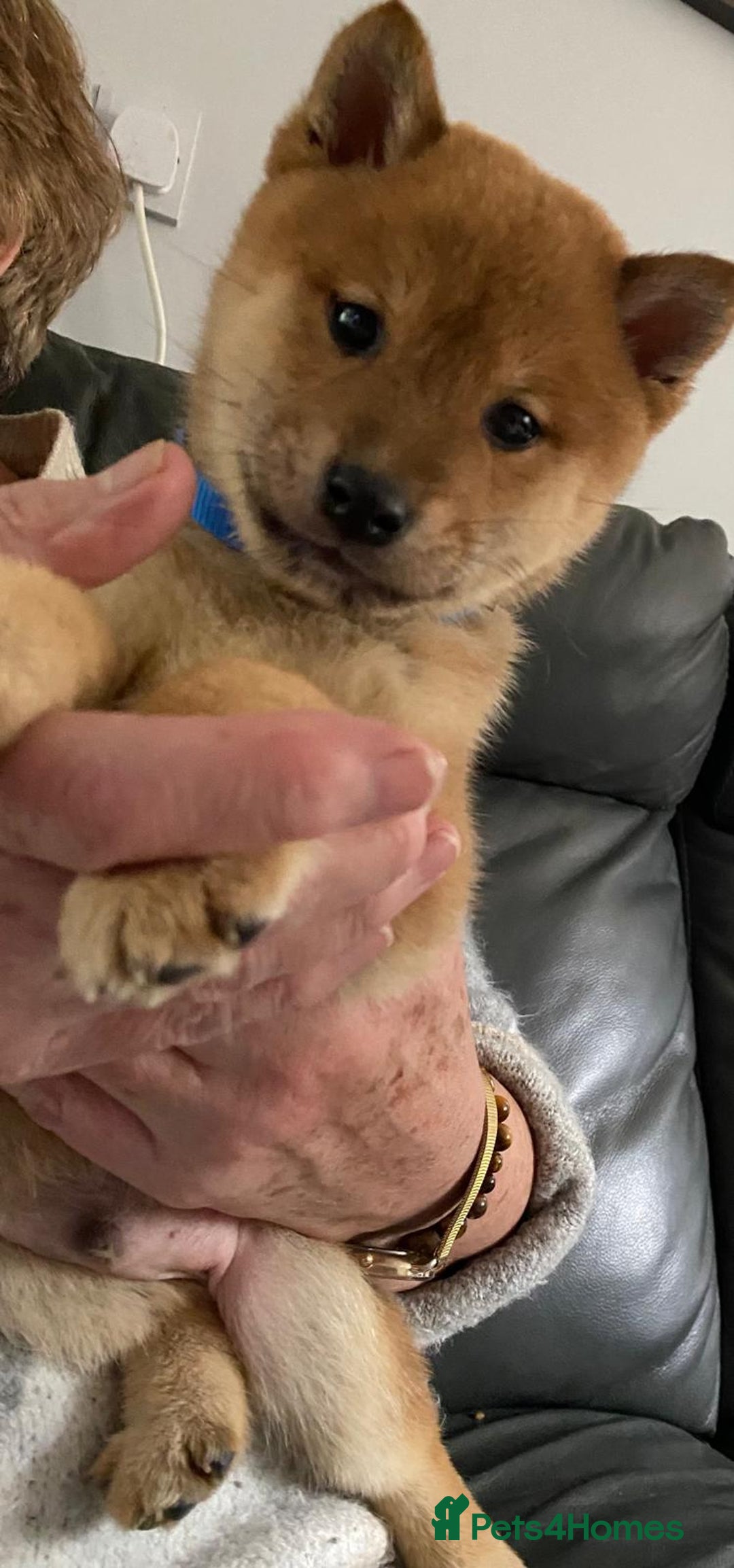 Japanese Shiba Inu dogs for sale: Gorgeous Shibas  - Image 24