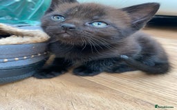 Mixed Breed cats for sale: 4 beautiful kittens, Bengal & British shorthair - Image 15