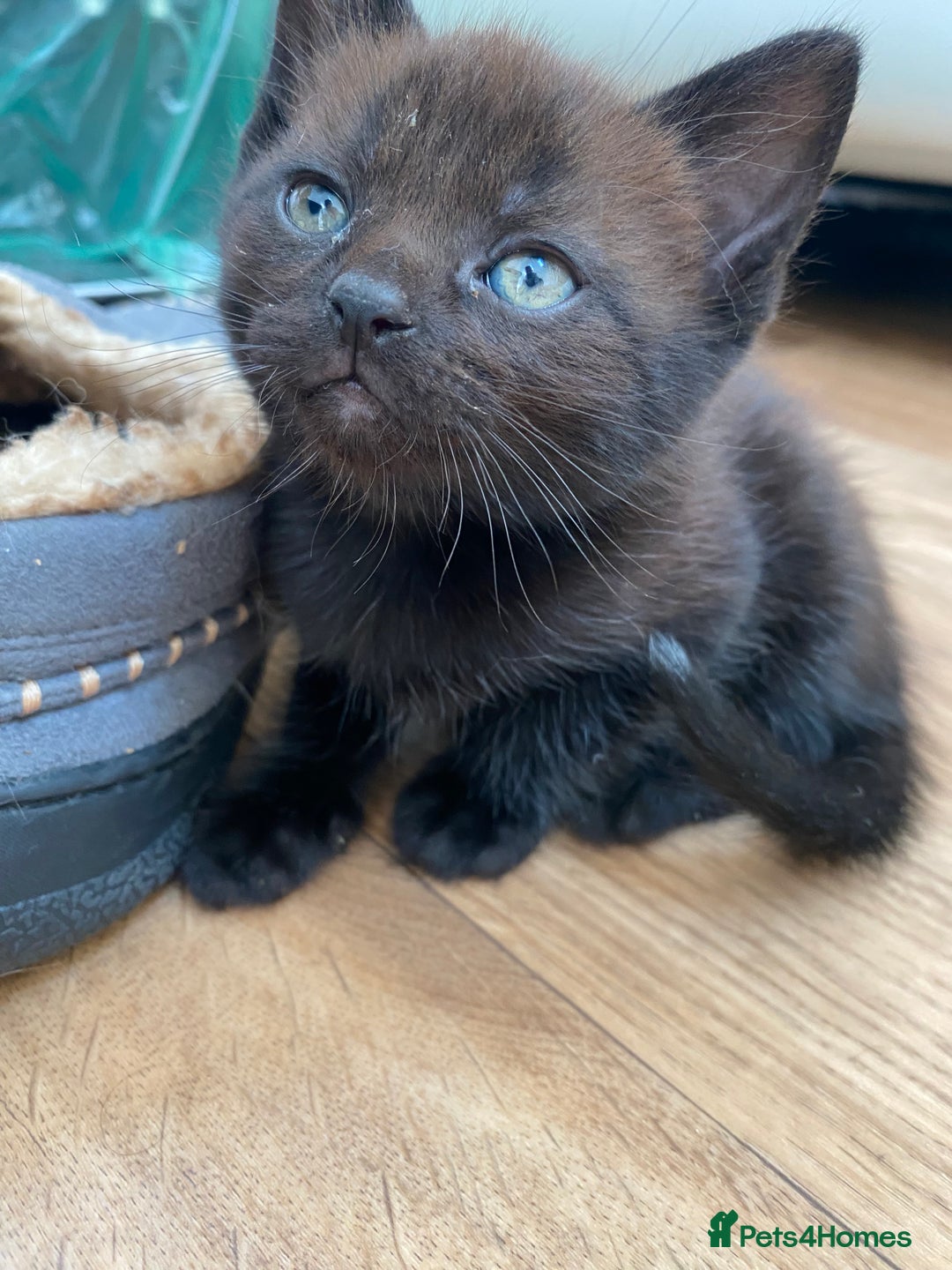 Mixed Breed cats for sale: 4 beautiful kittens, Bengal & British shorthair - Image 15
