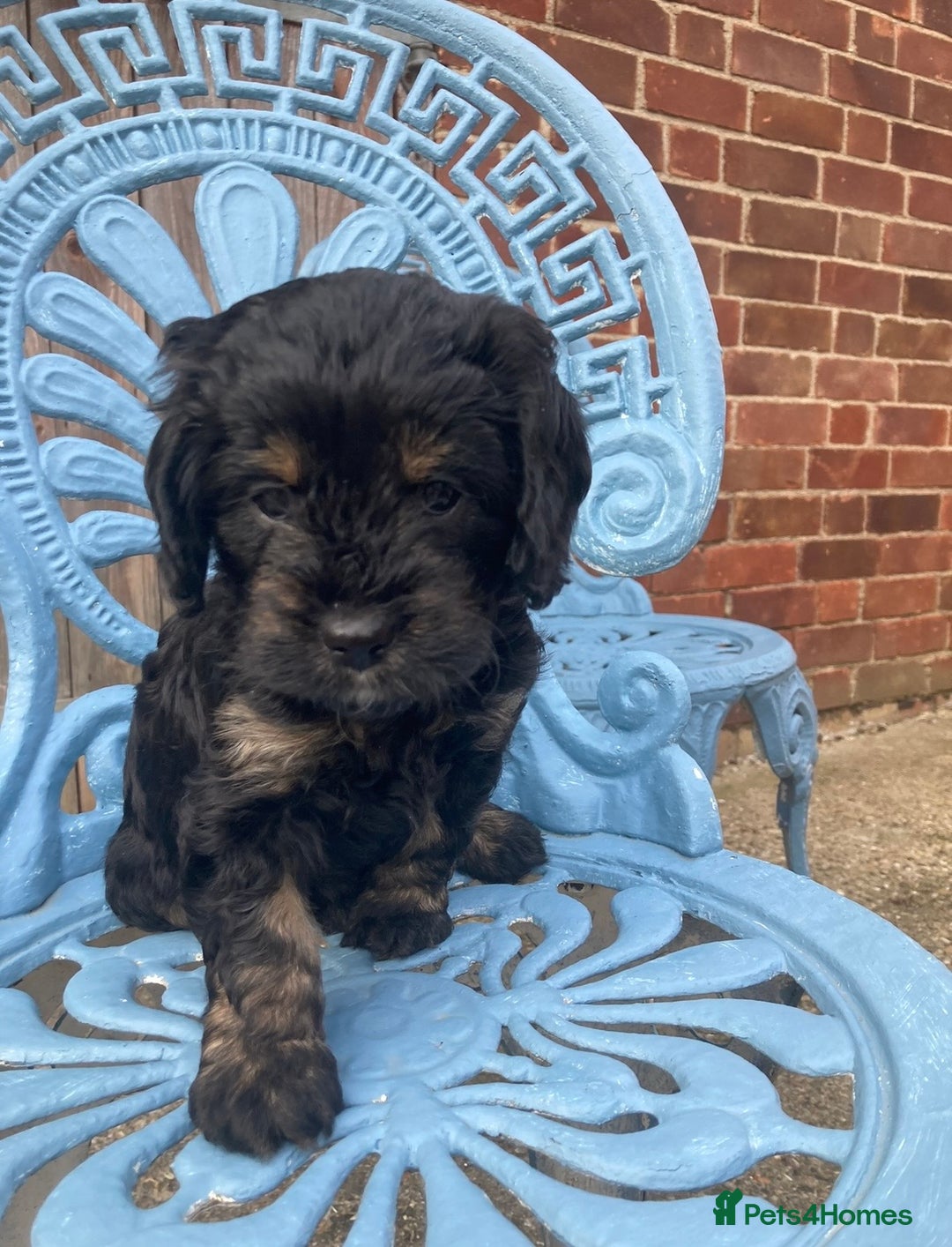 Cavapoo dogs for sale: WAITING LIST NOW OPEN Extremely Rare Merle F1  - Advert 22