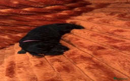 Cocker Spaniel dogs for sale: 4 Cocker spaniel puppy’s  - Advert 4