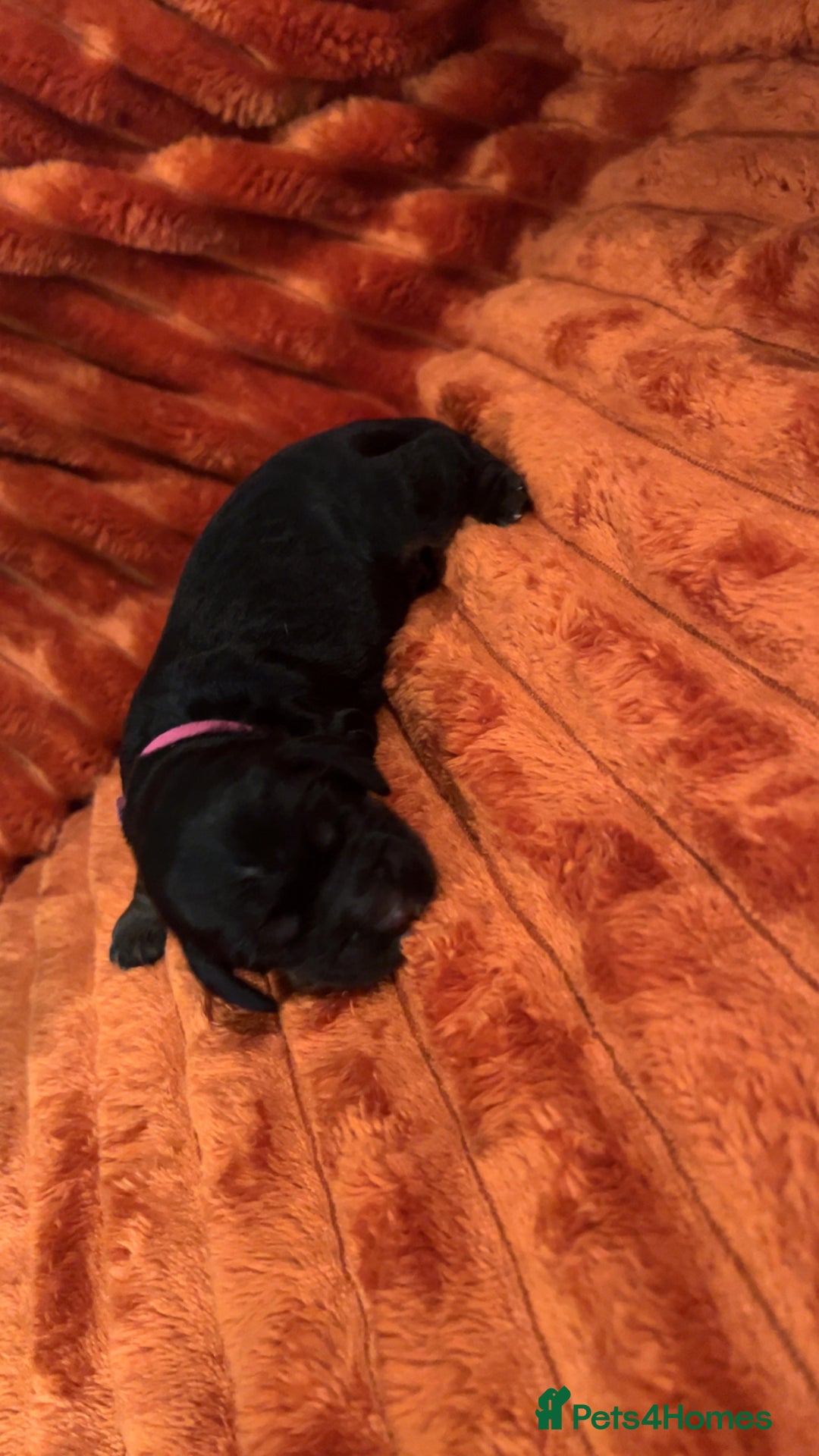 Cocker Spaniel dogs for sale: 4 Cocker spaniel puppy’s  - Advert 4