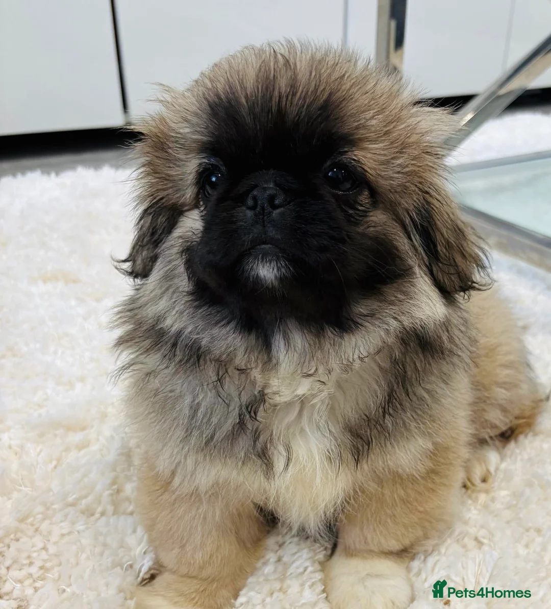 Pekingese dogs for sale: Pekingese Puppies - Advert 1
