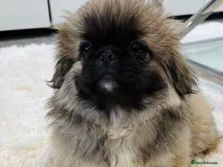 Pekingese dogs Pekingese Puppies - Advert 8