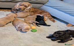 Cocker Spaniel dogs for sale: KC Registered Cocker Spaniel Puppies in Canterbury - Image 24