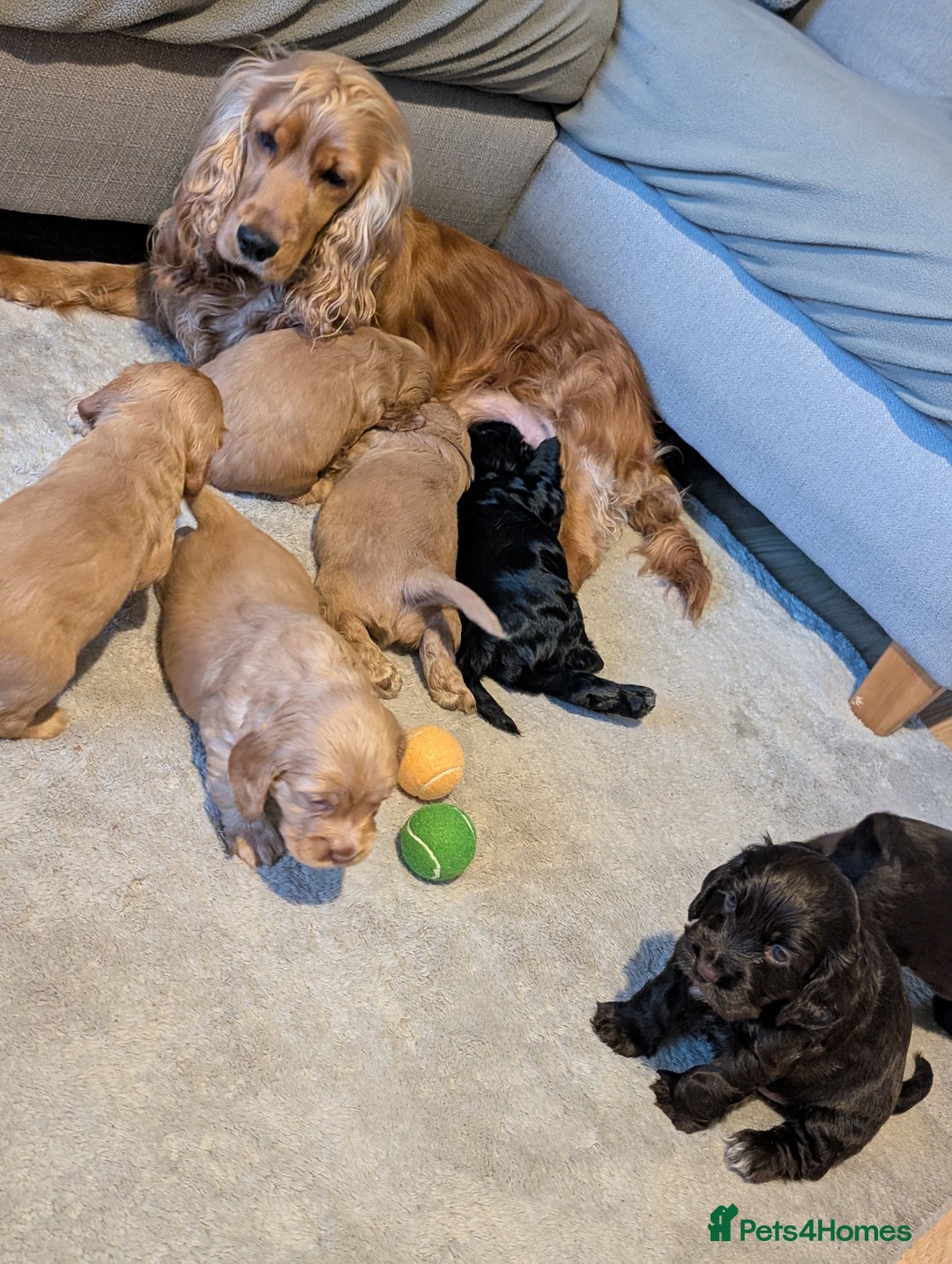 Cocker Spaniel dogs for sale: KC Registered Cocker Spaniel Puppies in Canterbury - Image 24