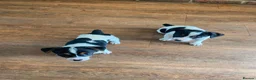 Jack Russell dogs for sale: Beautiful Jack Russell Girls Available  - Advert 22