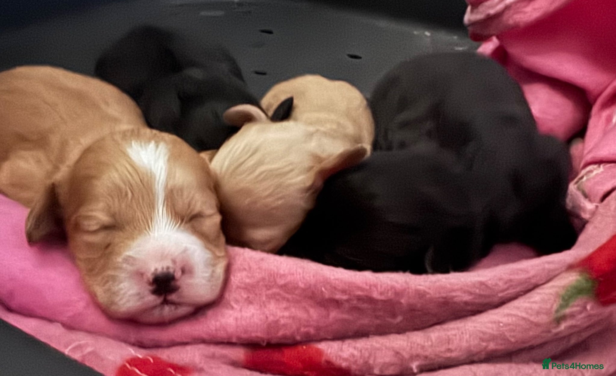 Cockapoo dogs Beautiful cockapoo puppies 🐶  - Advert 2