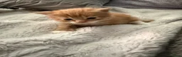 British Shorthair cats for sale: Beautiful ginger kitten  - Advert 6