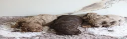 Cavapoo dogs for sale: F1 rare chocolate/choc Merle Cavapoo pups - Advert 6