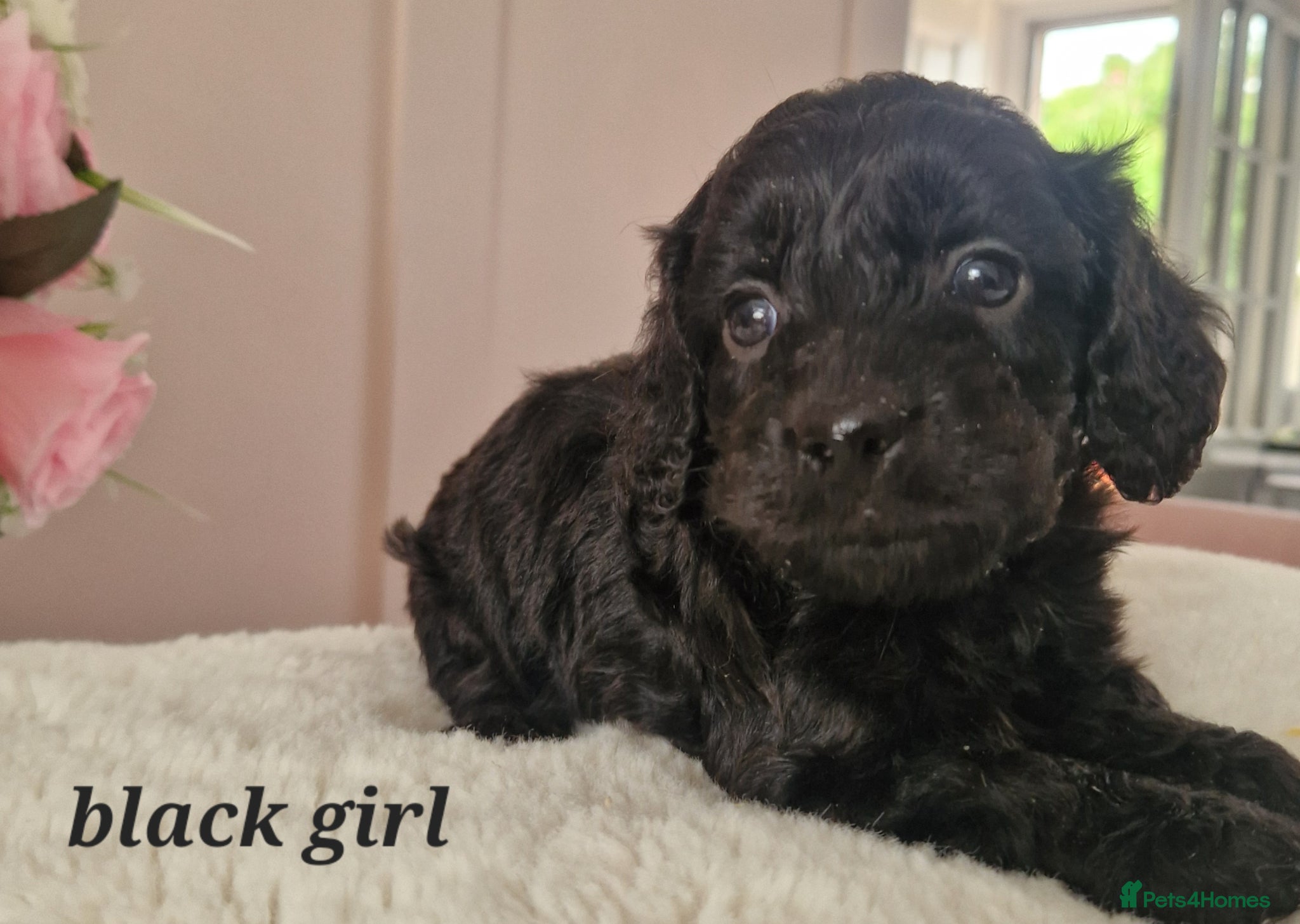 Doxiepoo dogs Daxipoo puppies  - Advert 1
