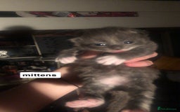 Mixed Breed cats for sale: 2 blue kittens  - Image 1
