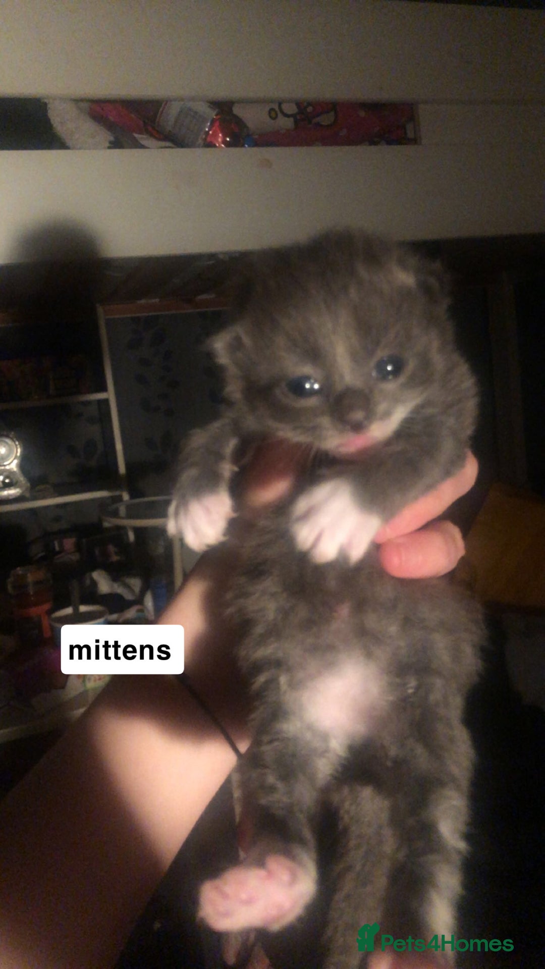 Mixed Breed cats for sale: 2 blue kittens  - Image 1