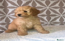 Cavapoo dogs for sale: F1B CAVAPOO PUPPIES  - Image 5